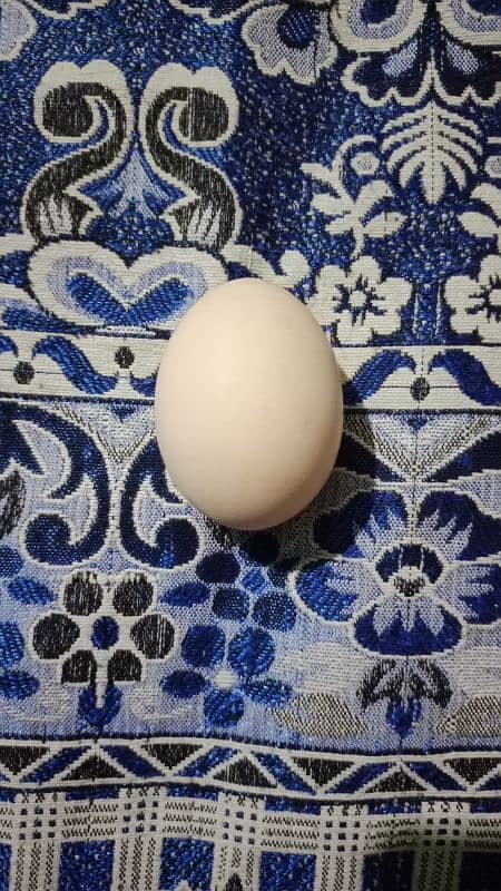 دیسی انڈے Desi Eggs 1