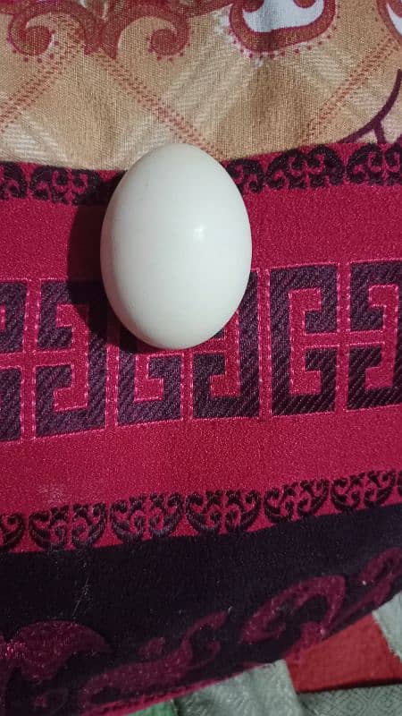 دیسی انڈے Desi Eggs 2