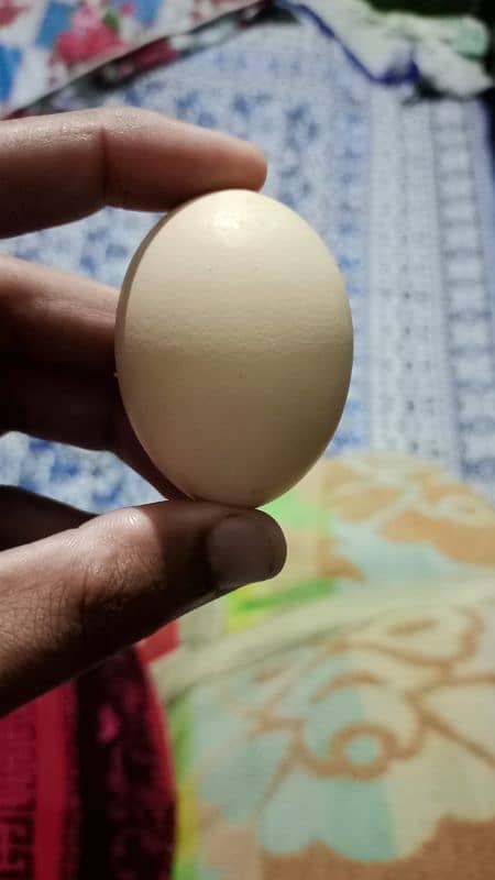 دیسی انڈے Desi Eggs 3