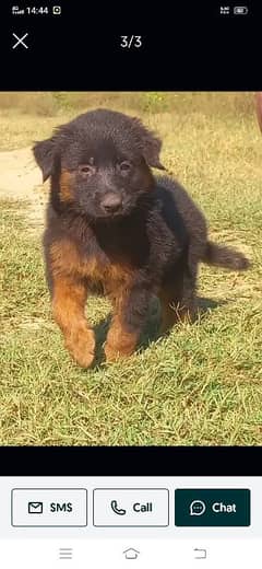 German shepherd puppies for sale / puppy / GSD / german shepherd