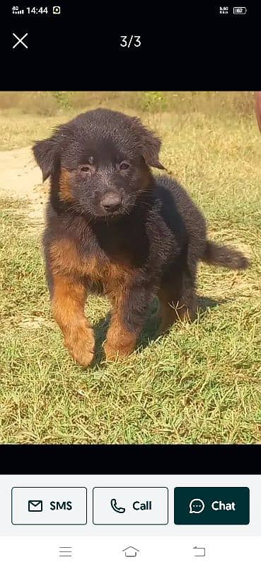 German shepherd puppies for sale / puppy / GSD / german shepherd 0