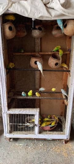 Australian perots for sale