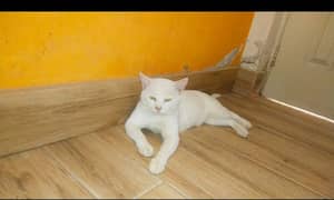 Pure white Turkish Angora breed. Innocent and well trained