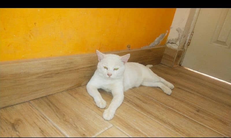 Pure white Turkish Angora breed. Innocent and well trained 0