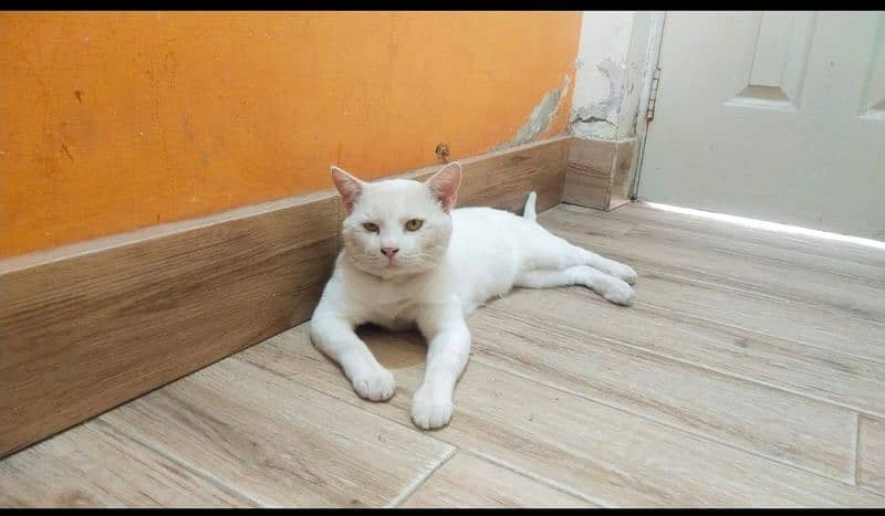 Pure white Turkish Angora breed. Innocent and well trained 1