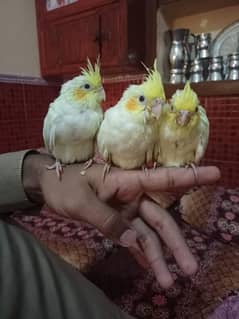 cocktiel near to self chicks