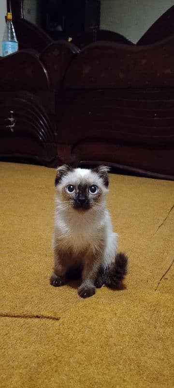 Siamese kitten 0