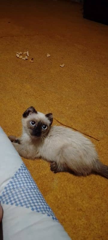 Siamese kitten 1