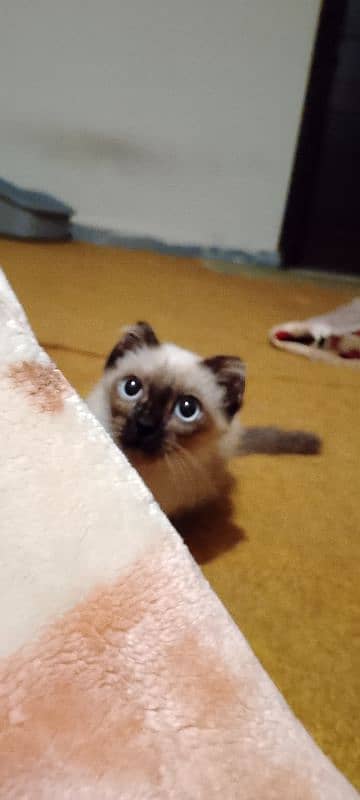 Siamese kitten 2