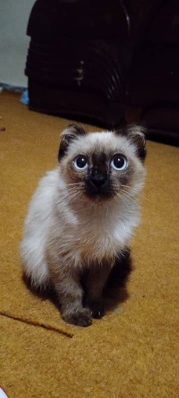 Siamese kitten 3