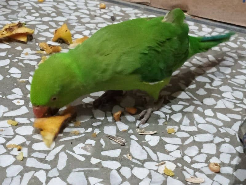 green parrot 0