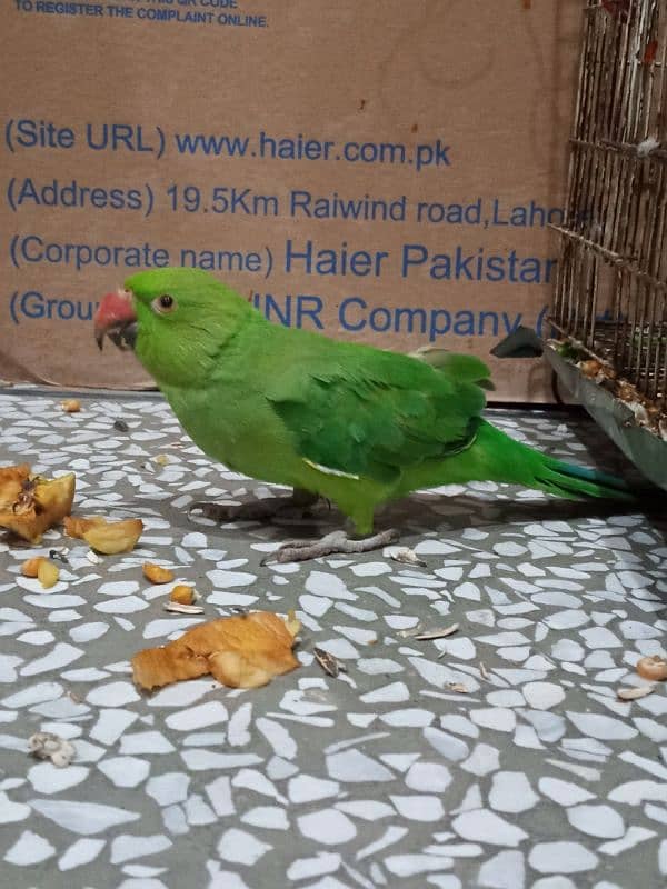 green parrot 1