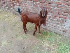 goat for sale healthy and active 0345. . . . 72600. . . . 53