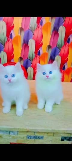 Persian cat for sale male or female my WhatsApp 0325=32=11=388