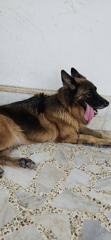 german shepherd imported 0