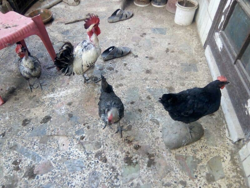 Chicken (3 Female+01 Male) for sale 0