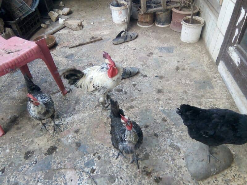 Chicken (3 Female+01 Male) for sale 1