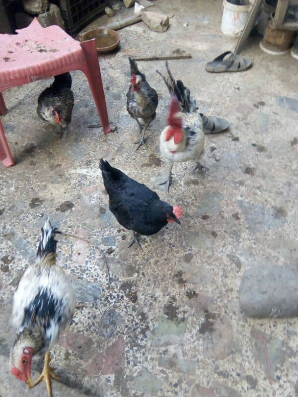 Chicken (3 Female+01 Male) for sale 2