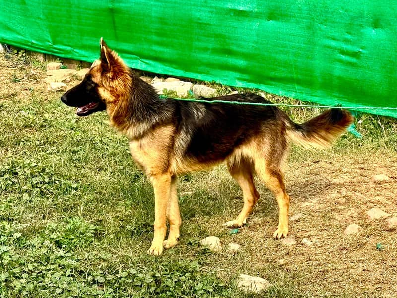 German Shepherd Double Coat 1