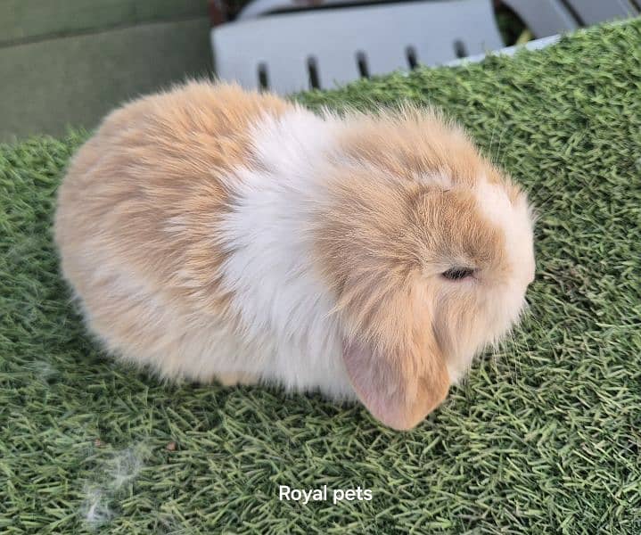 Exotic Holland lops Rabbits 1