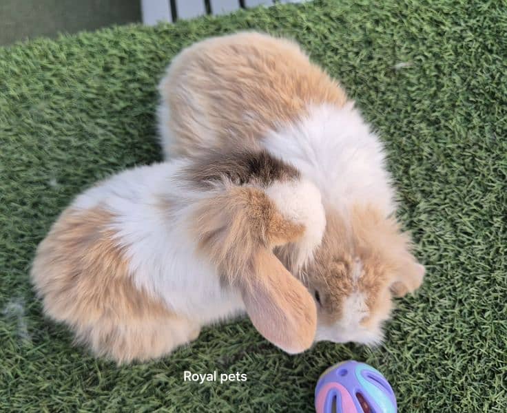 Exotic Holland lops Rabbits 2