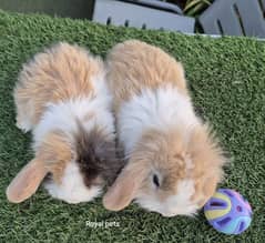 Exotic Holland lops Rabbits