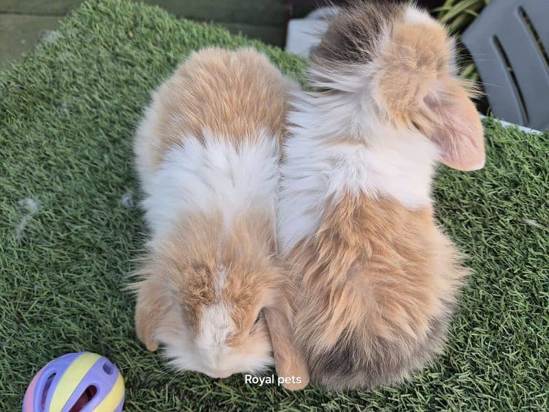 Exotic Holland lops Rabbits 3