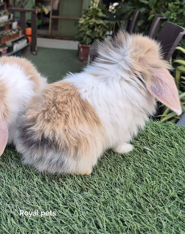 Exotic Holland lops Rabbits 4