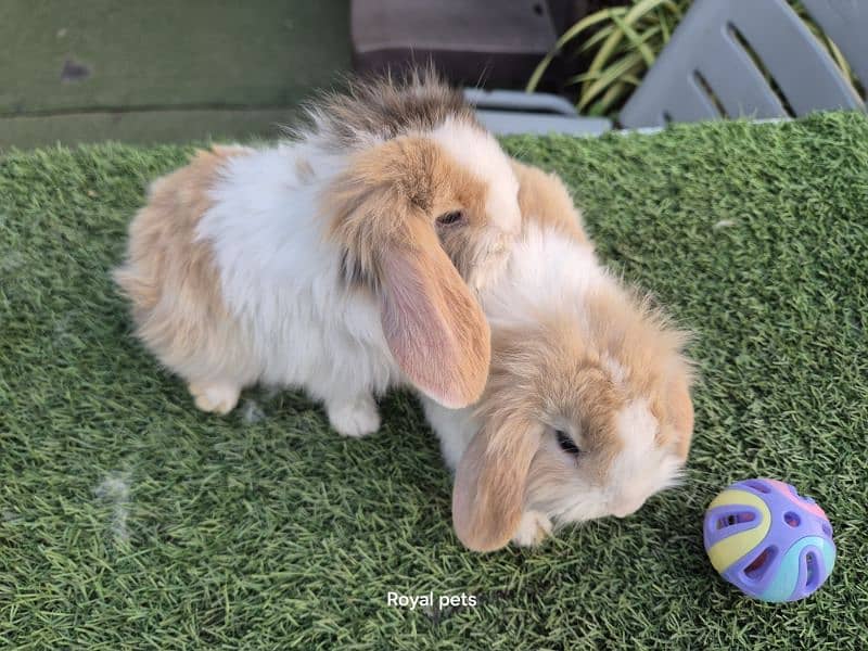 Exotic Holland lops Rabbits 5