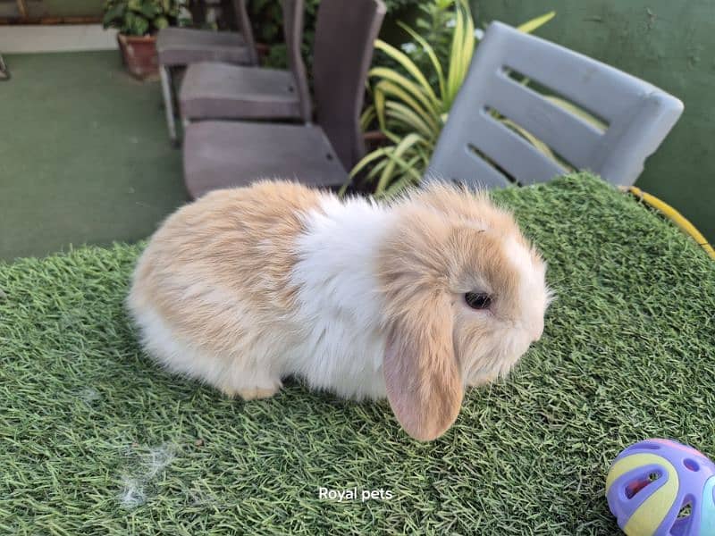 Exotic Holland lops Rabbits 6