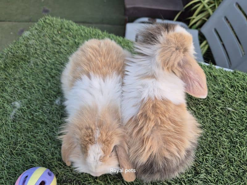 Exotic Holland lops Rabbits 7