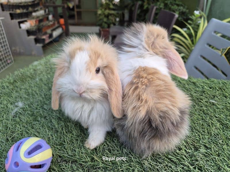 Exotic Holland lops Rabbits 8