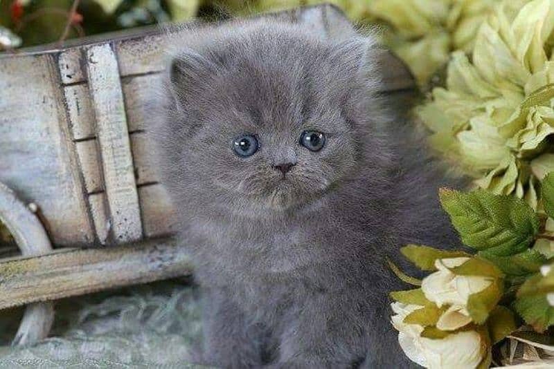 Persian kittens | triple Coated | Punch Face kittens For Sale 2