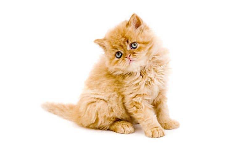 Persian kittens | triple Coated | Punch Face kittens For Sale 4