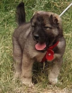 Caucasian Shepherd dog male 2 months for sale