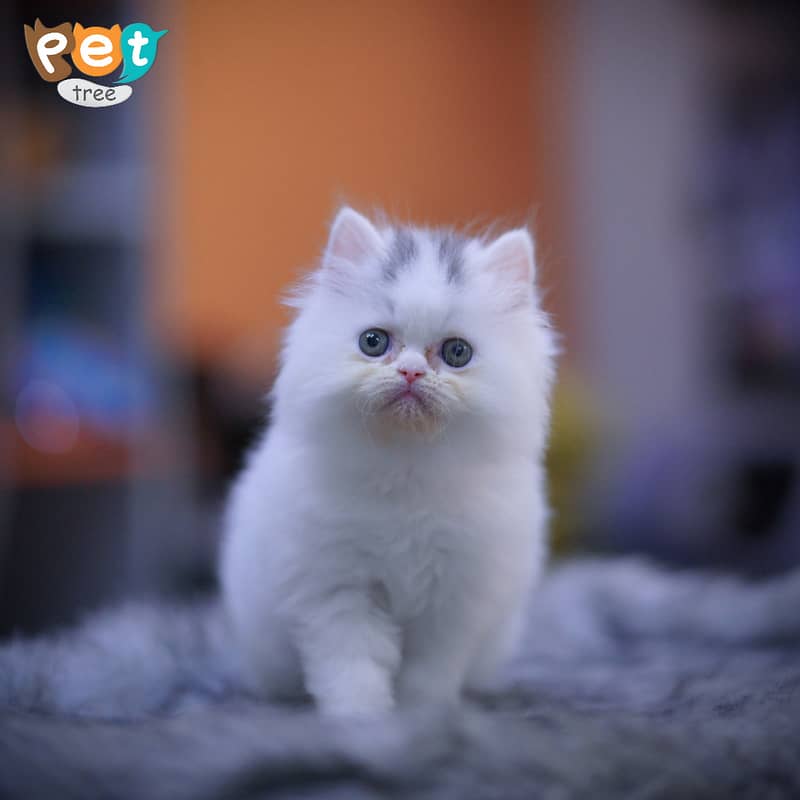 Persian Kitten | Top Quality White Kittens | Fawn Kitten 0