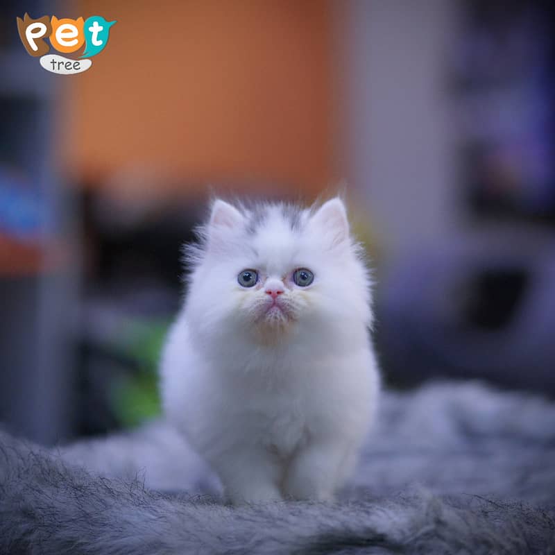 Persian Kitten | Top Quality White Kittens | Fawn Kitten 1