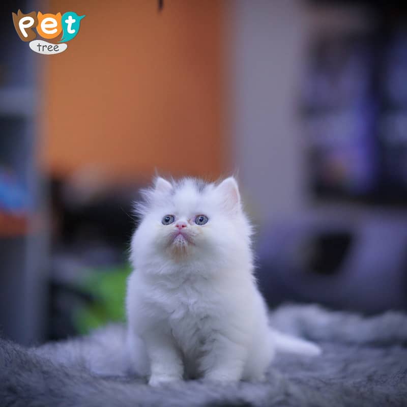 Persian Kitten | Top Quality White Kittens | Fawn Kitten 2