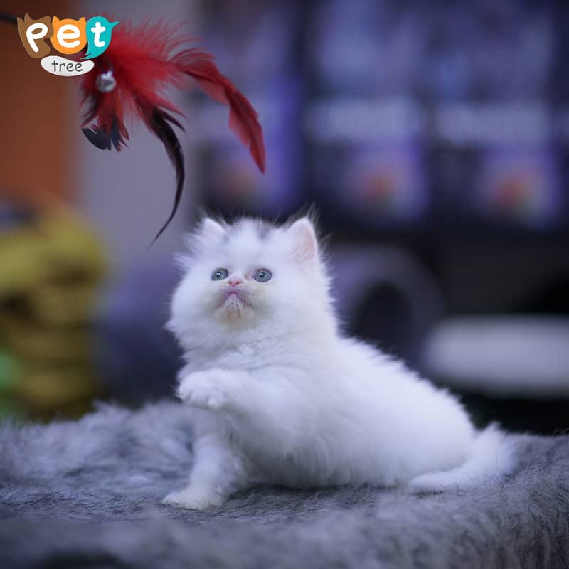 Persian Kitten | Top Quality White Kittens | Fawn Kitten 3