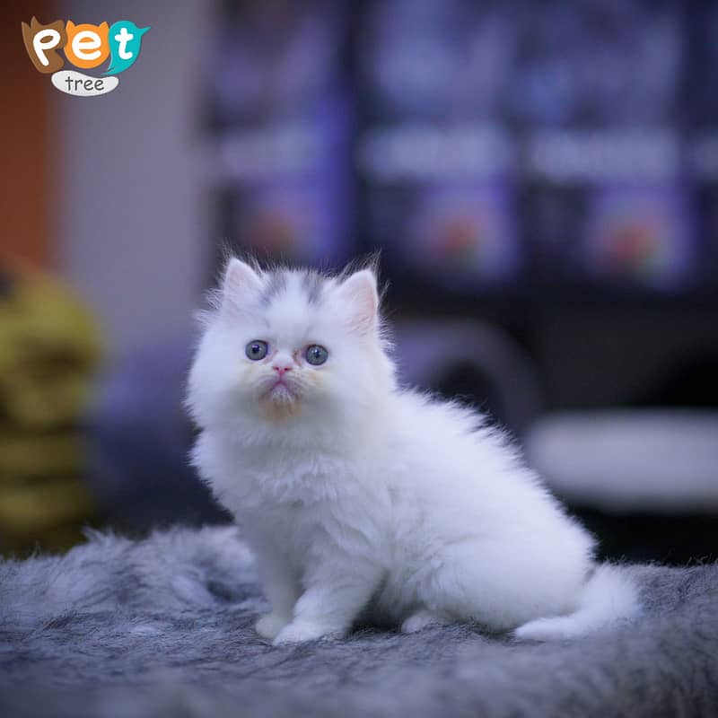 Persian Kitten | Top Quality White Kittens | Fawn Kitten 4