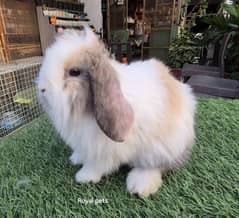 Holland Lop Bunnies Rabbits