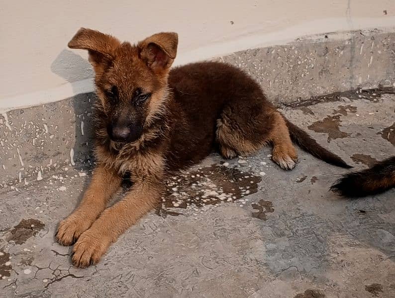 German shepherd male puppy 0