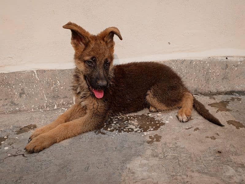 German shepherd male puppy 2