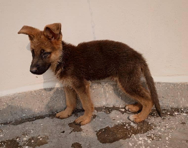 German shepherd male puppy 3