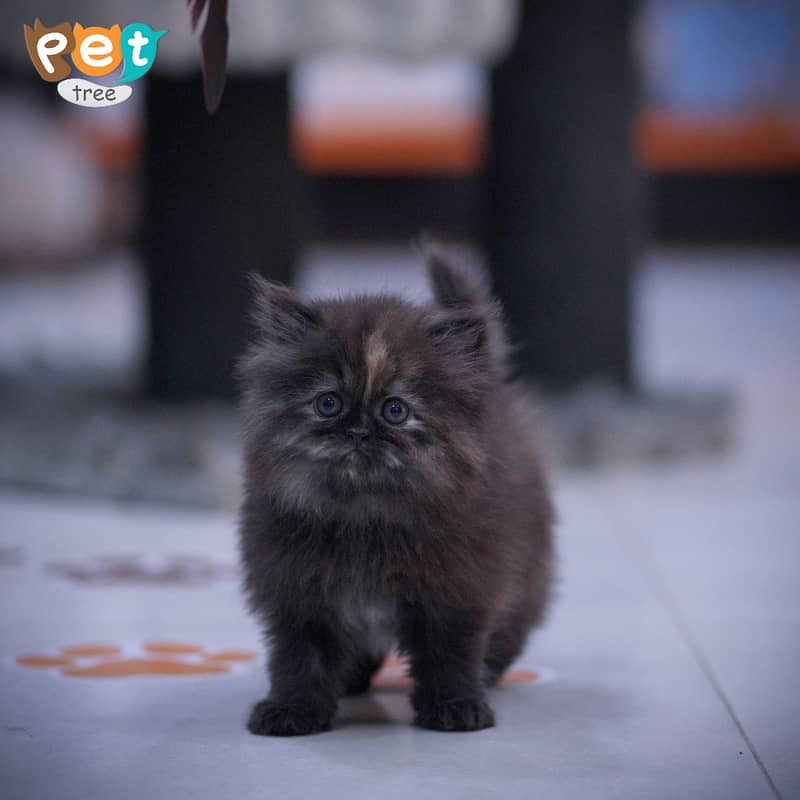 Persian Kitten | Charcoal Kitten | Top Quality Kittens | White Kitten 0