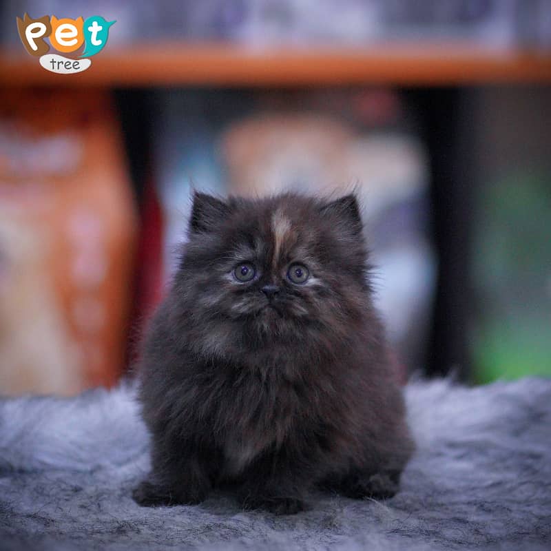 Persian Kitten | Charcoal Kitten | Top Quality Kittens | White Kitten 1