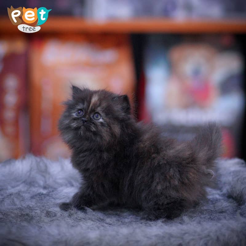 Persian Kitten | Charcoal Kitten | Top Quality Kittens | White Kitten 3