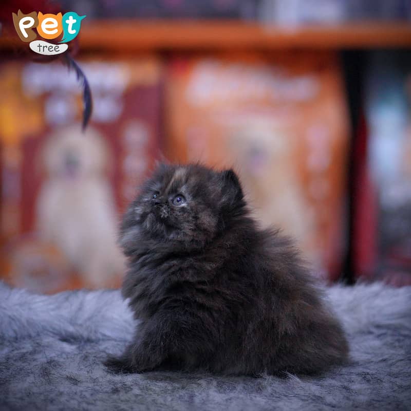 Persian Kitten | Charcoal Kitten | Top Quality Kittens | White Kitten 4