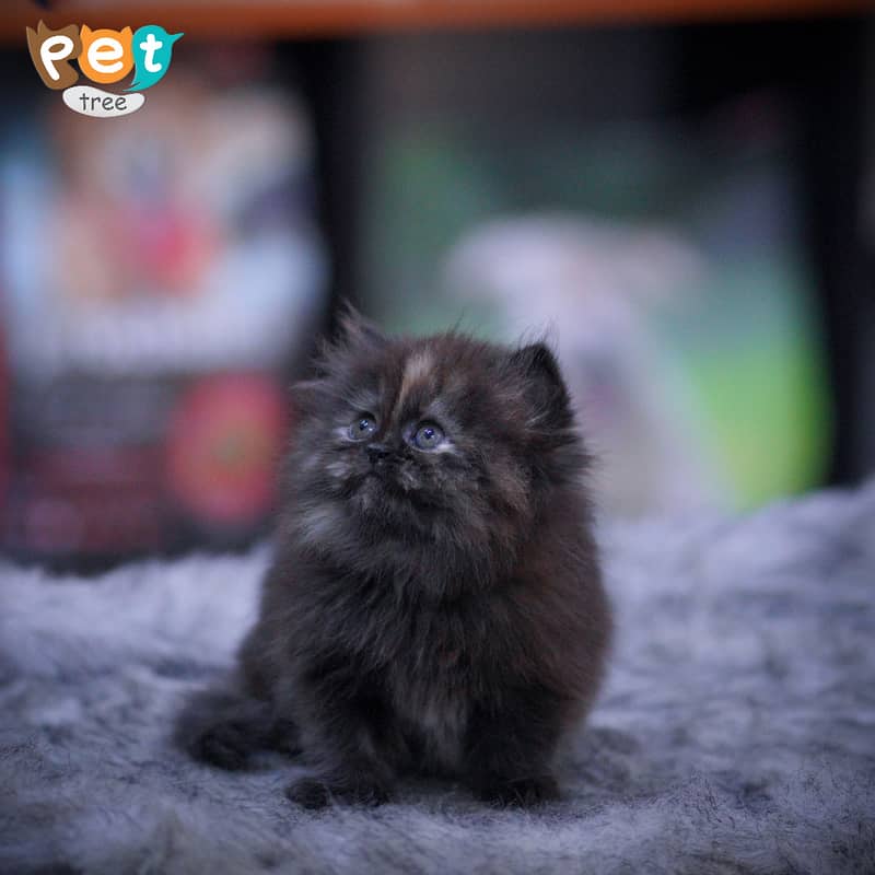 Persian Kitten | Charcoal Kitten | Top Quality Kittens | White Kitten 5