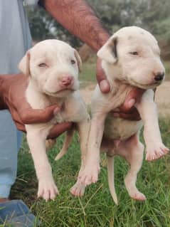 original bull teriar dog urgent for sale